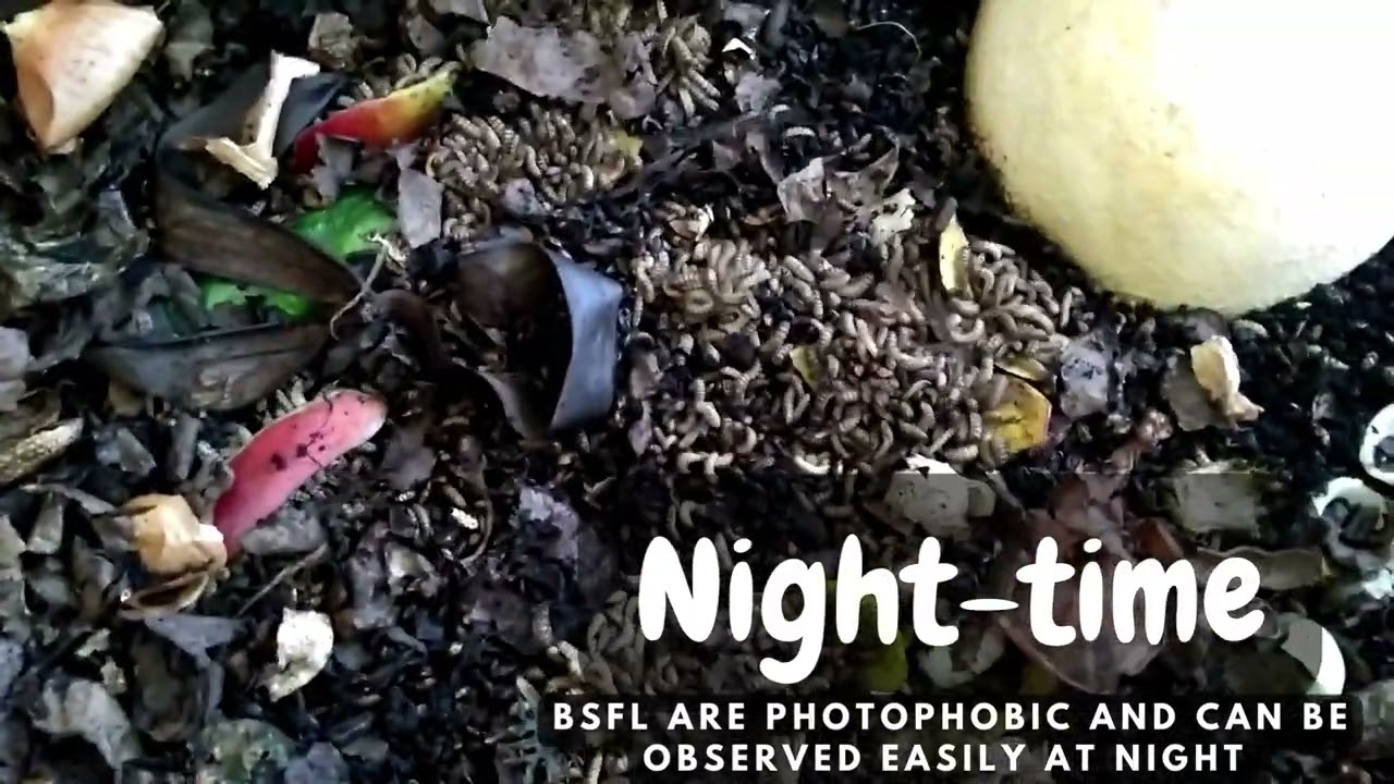 Black Soldier fly Larvae Compost Bin at night