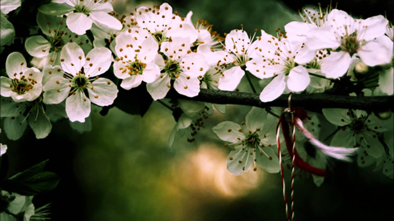 Amazing Spring Photography