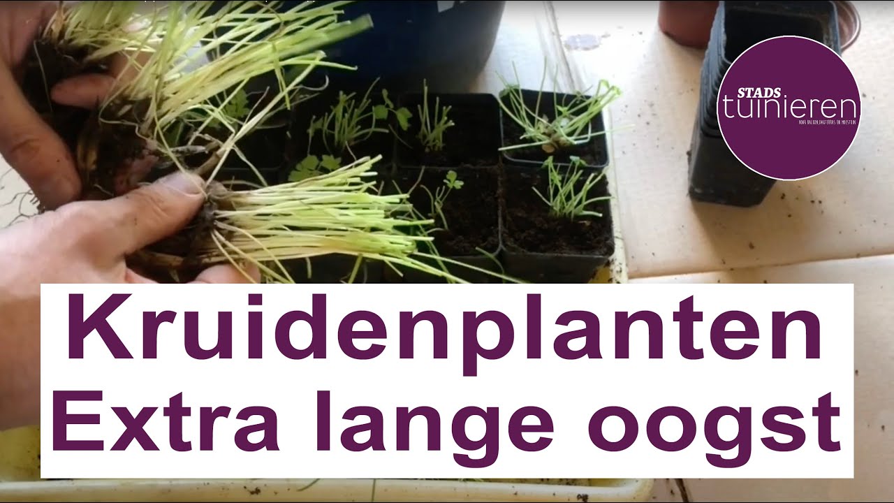 Stadstuinieren - Peterselie en bieslook op pot - scheuren en opnieuw oppotten #moestuin