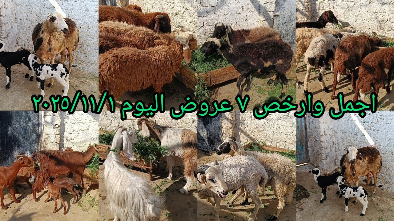 ٧ عروض من أسواق المزرعة فواخر الغنم والماعز بأقل الاسعار اليوم ٢٠٢٥/١١/١ 