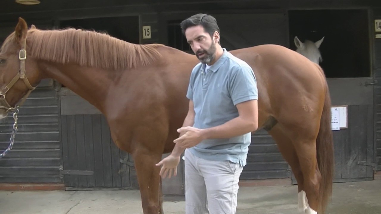 Fisioterapia Equina con Antonio Glez Valenzuela (2)