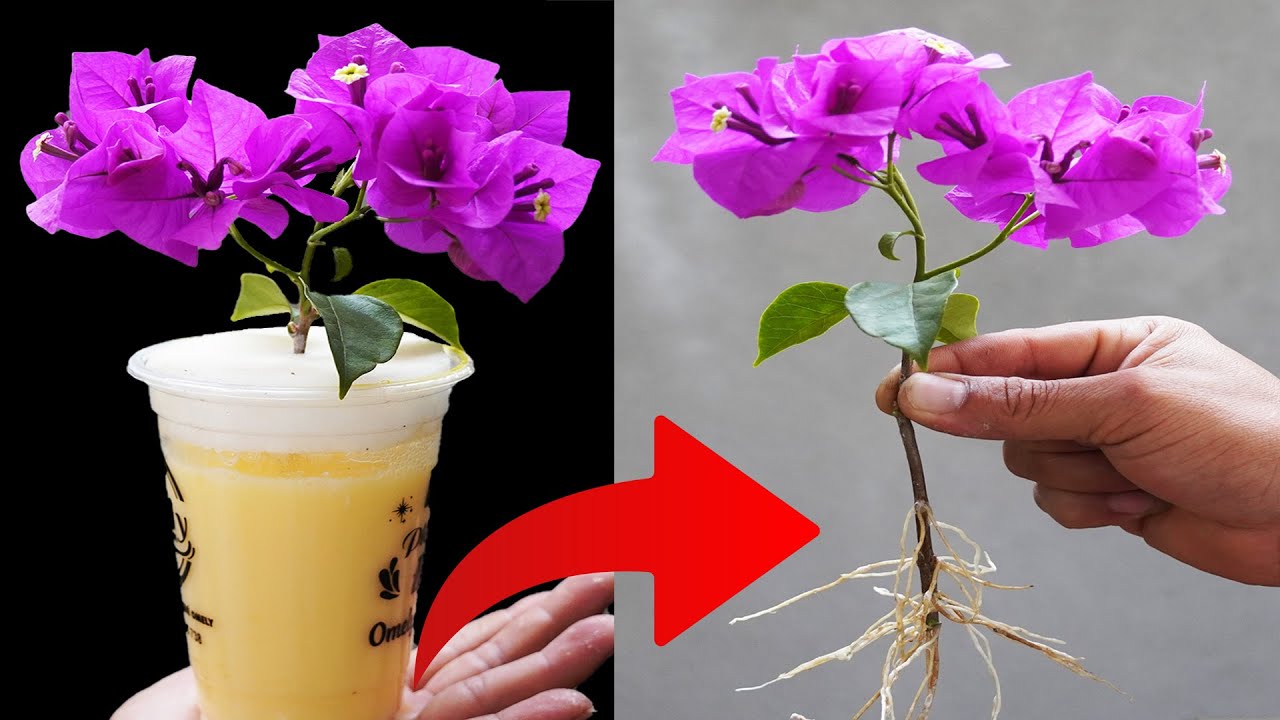 SECRET To Growing Bougainvillea Simply, Rooting Quickly In Just ONE NIGHT