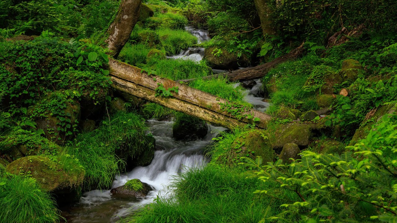 Forest Bathing Nature Walk on Mossy Mt. Daisen | Tottori, Japan 4K Mountain Stream ASMR