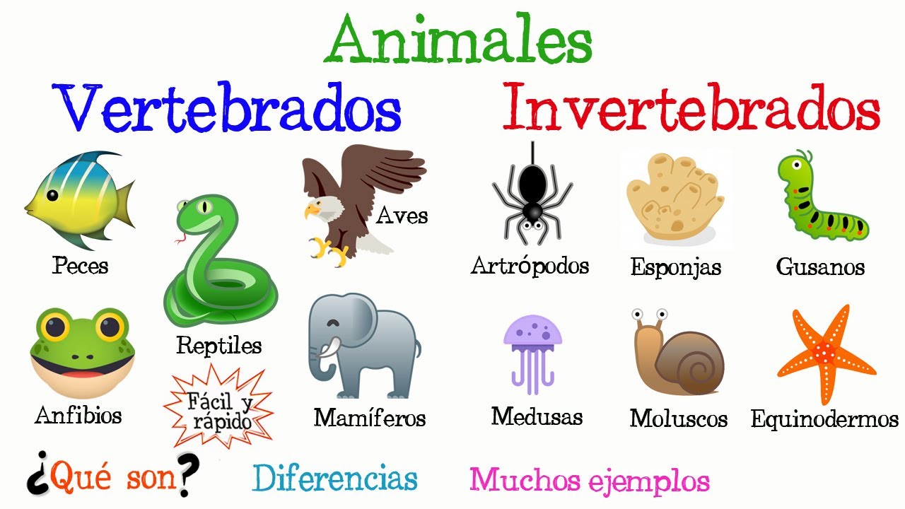 🐠Animales Vertebrados e Invertebrados🐙 [F&aacute;cil y R&aacute;pido] | BIOLOG&Iacute;A |