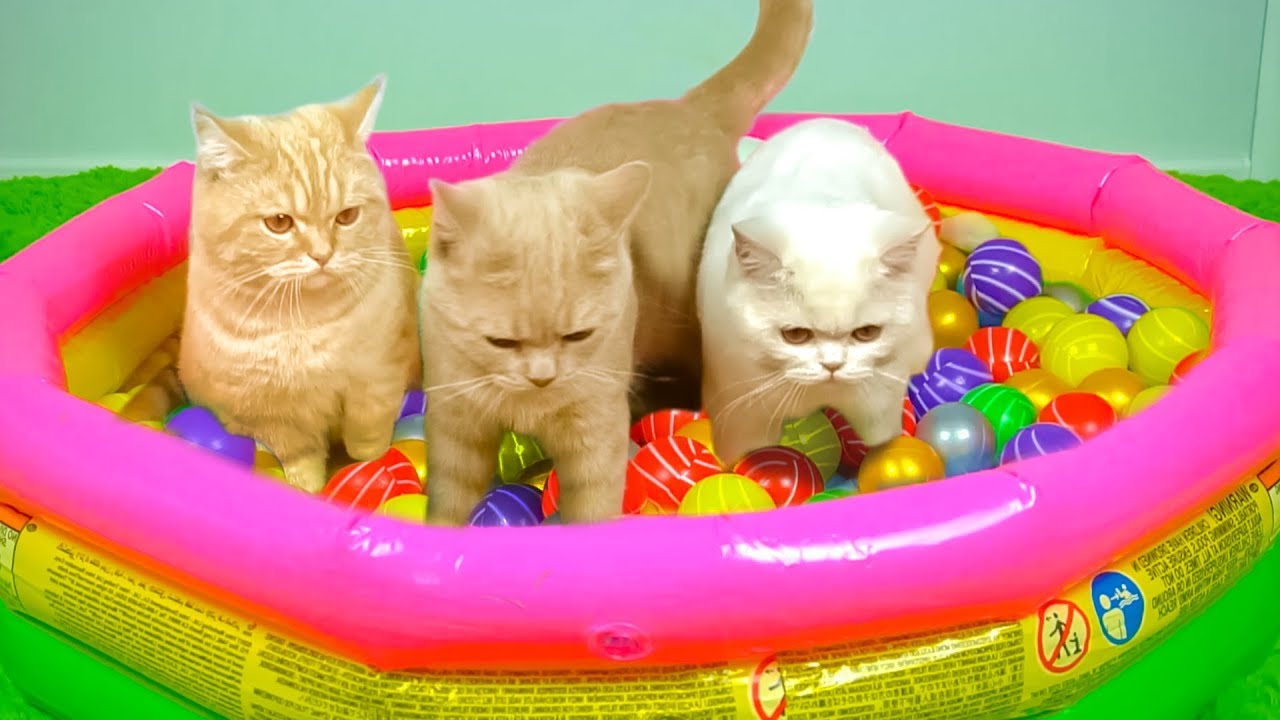10 IDE TERBAIK UNTUK PEMILIK KUCING