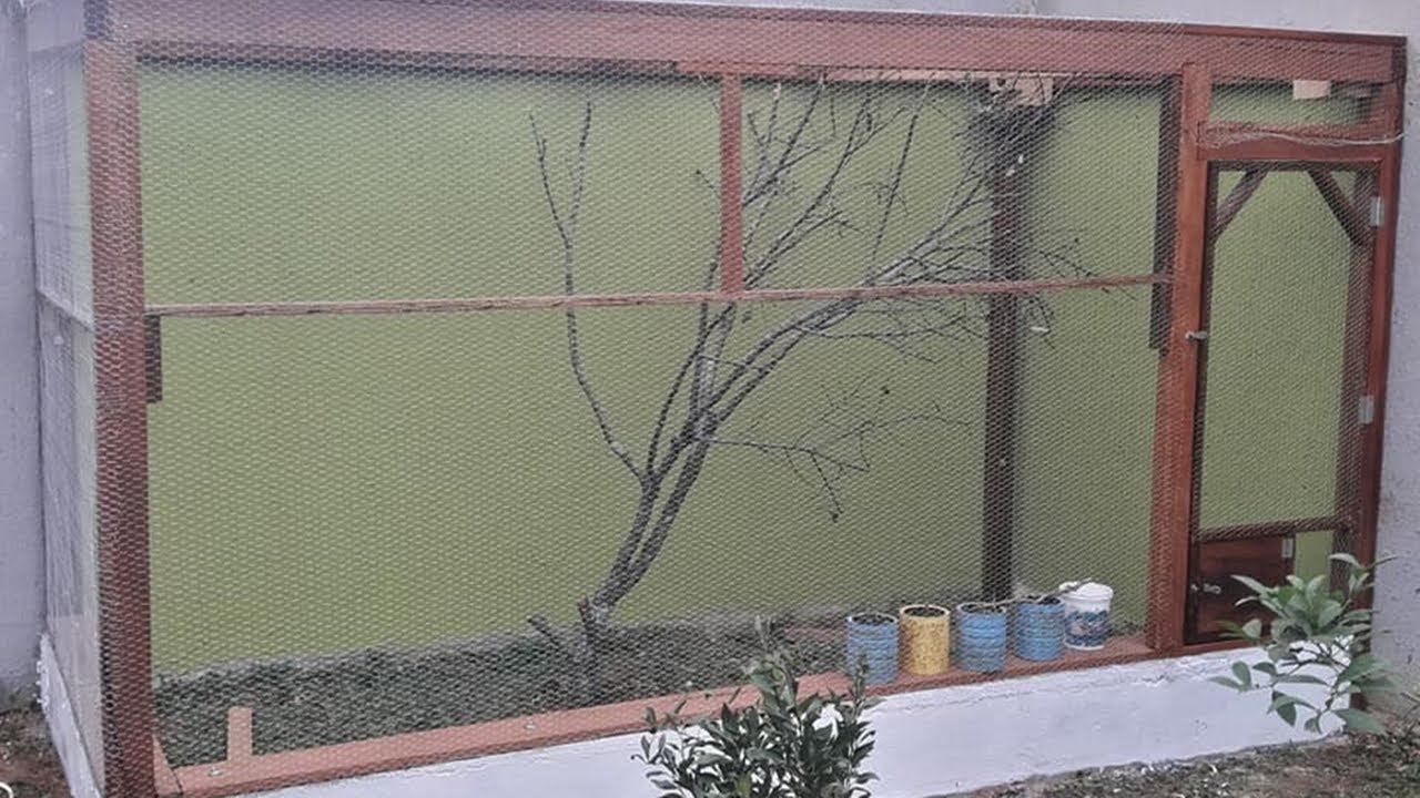 Como reproduzir Trinca ferro em casa, Aprenda nesse v&iacute;deo! (Saltator similis)