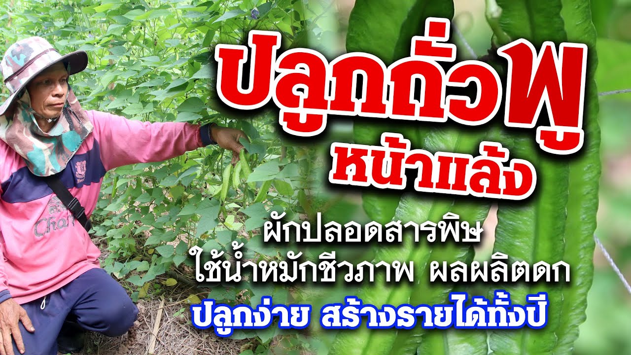 ปลูกถั่วพู หน้าแล้ง ใช้น้ำหมักชีวภาพปลอดสารพิษ  ปลูกง่ายสร้างรายได้ทั้งปี