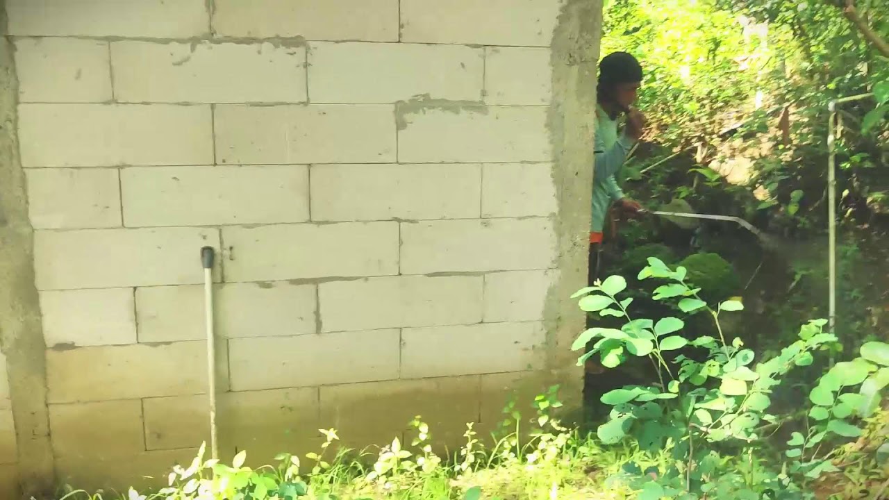 Manual Corn Harvesting Technique Explained #RuralAgriculture #TraditionalFarming