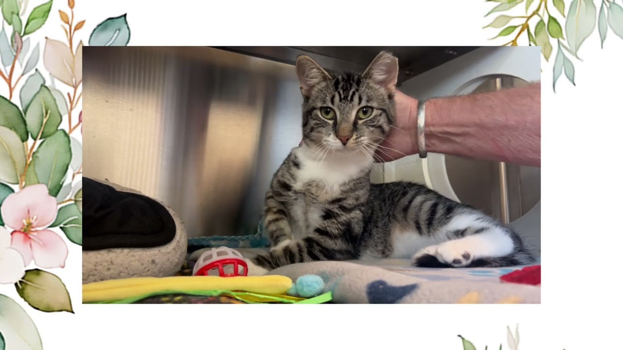 Hotdog - Adoptable Cat at Brown County Humane Society