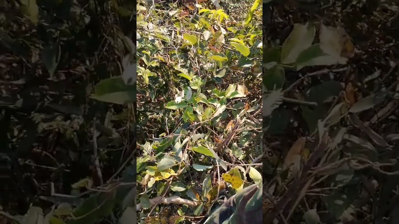 Harvesting Wild Honey Bees 