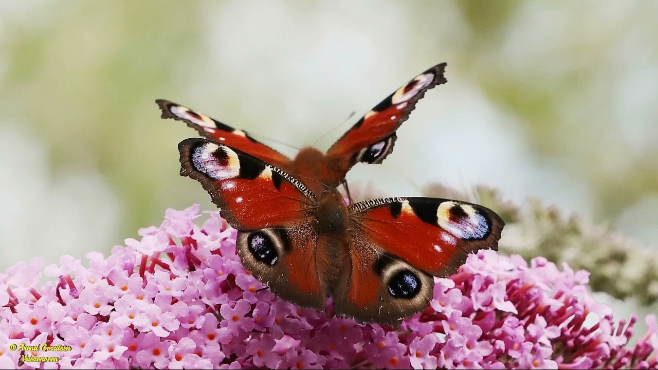 Insecten deel 1 van 2
