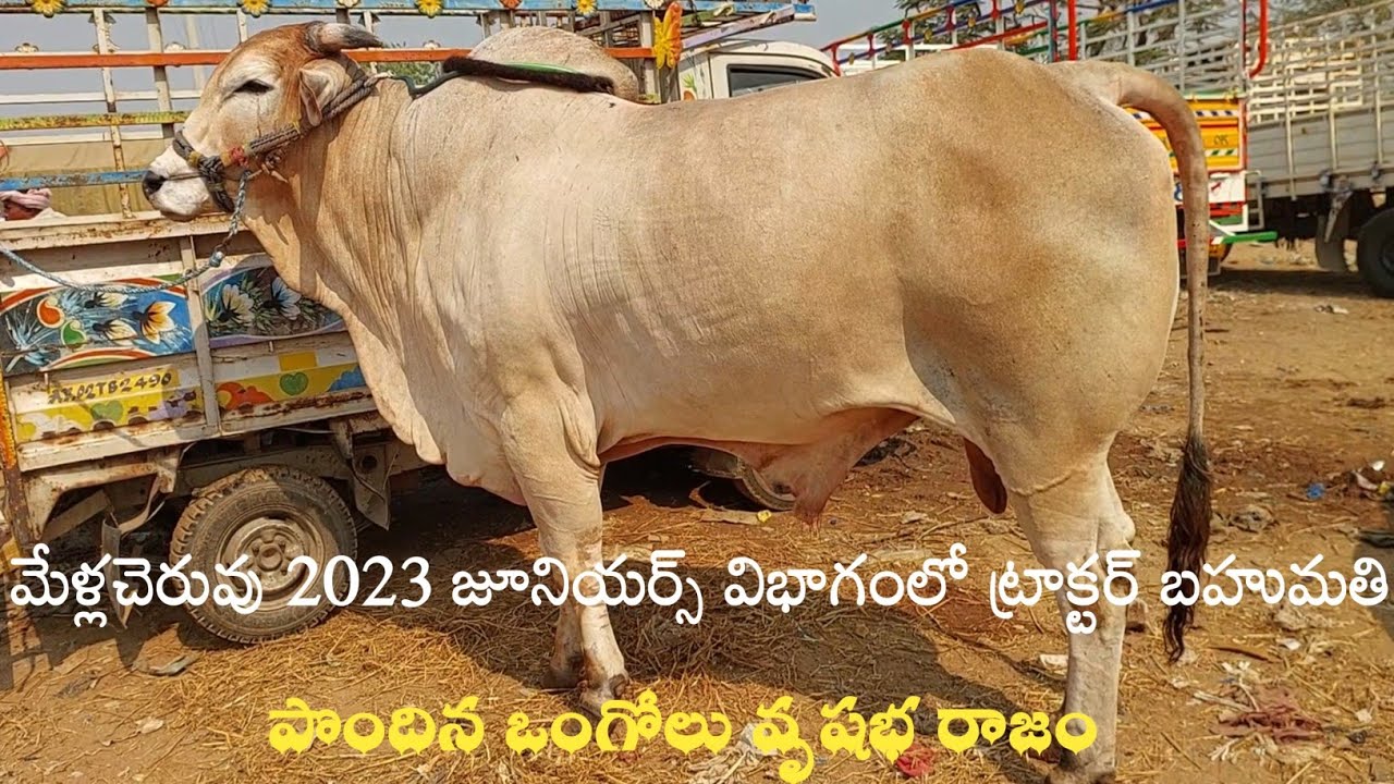 మేళ్లచెరువు 2023 జూనియర్స్ విభాగంలో ట్రాక్టర్ బహుమతి పొందిన ఒంగోలు గిత్త | Brown colour Ongole Bull