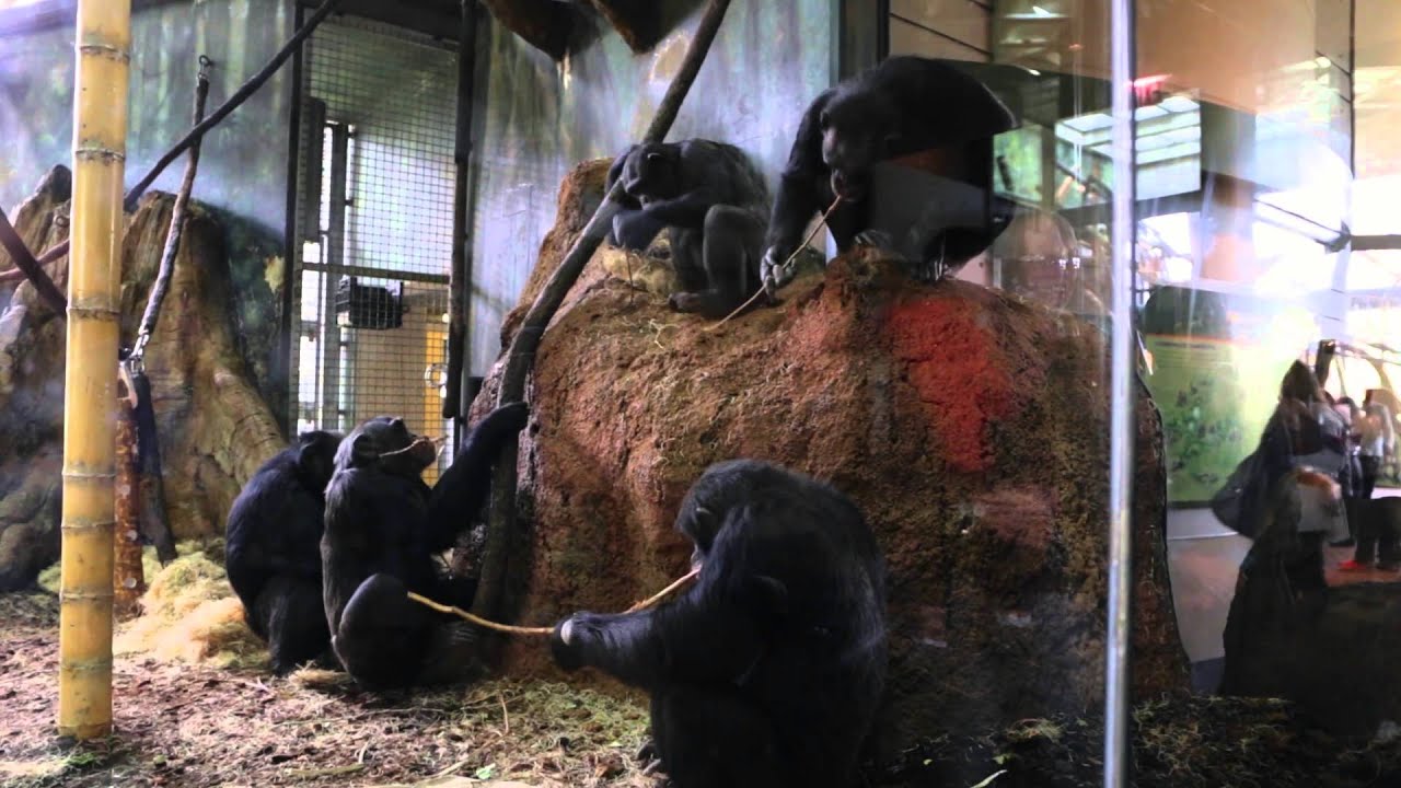 How Do Chimps and Gorillas Play?