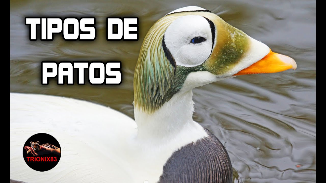 RAZAS DE PATOS DOMESTICOS (Conoce los Patos híbridos y los Patos salvajes)