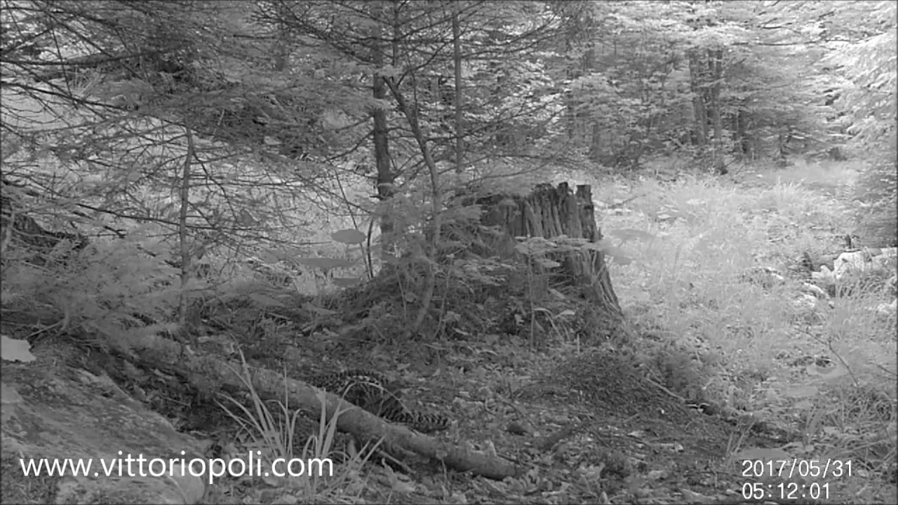 Alps Wildlife (Asiago)