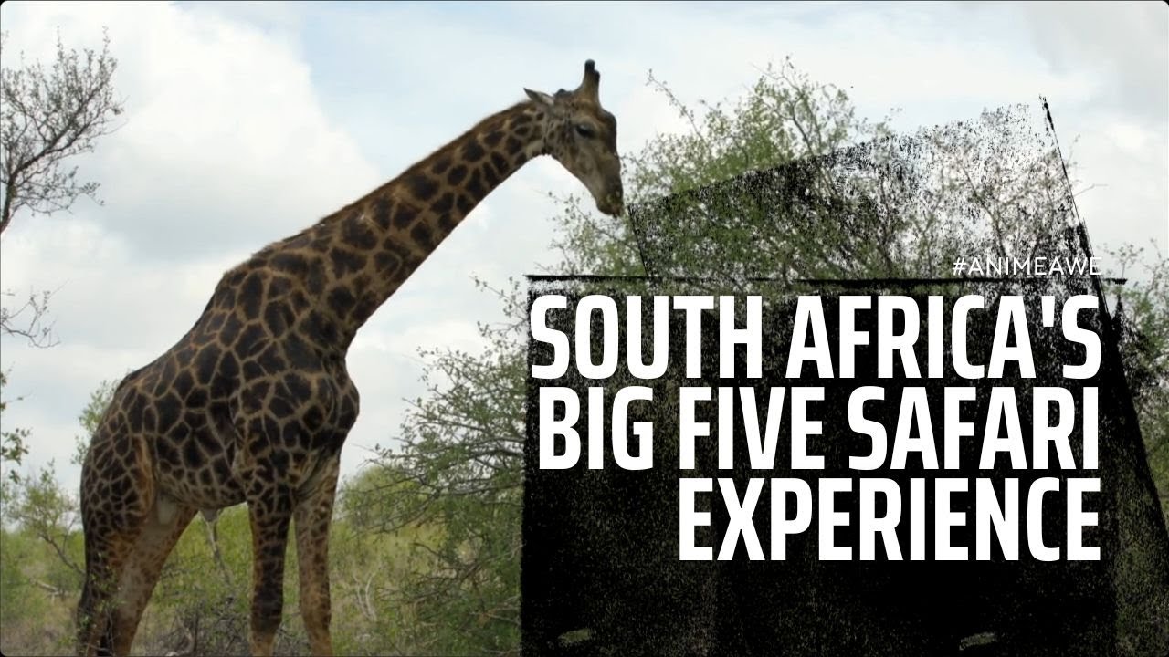 South Africa's Big Five Safari Experience