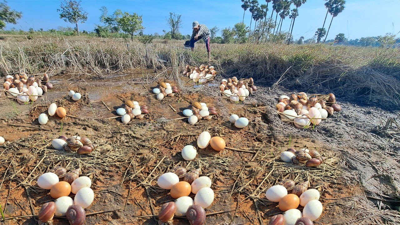 amazing! pick a lot of eggs on the hive under a tree pick by hand
