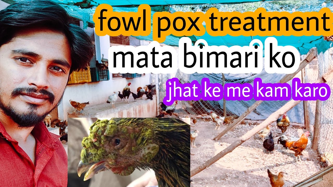 murgi me mata ka ilaj | fowl pox treatment