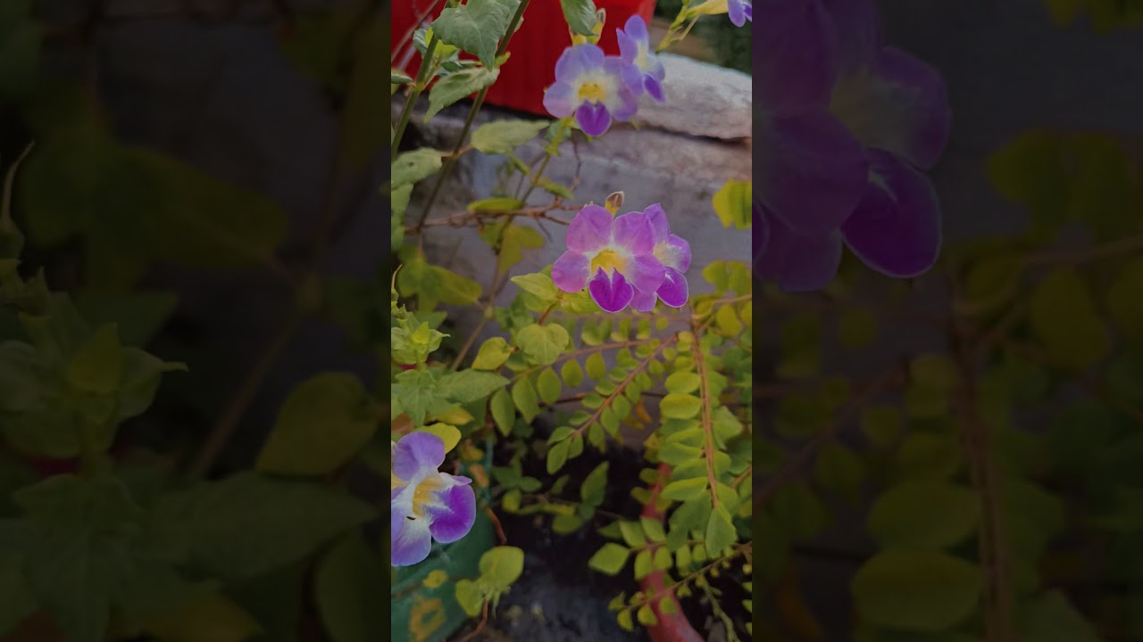 purple flower 💜#shortsfeed #nature #gardening #youtubeshorts #viralshort #myterracegarden #flowers