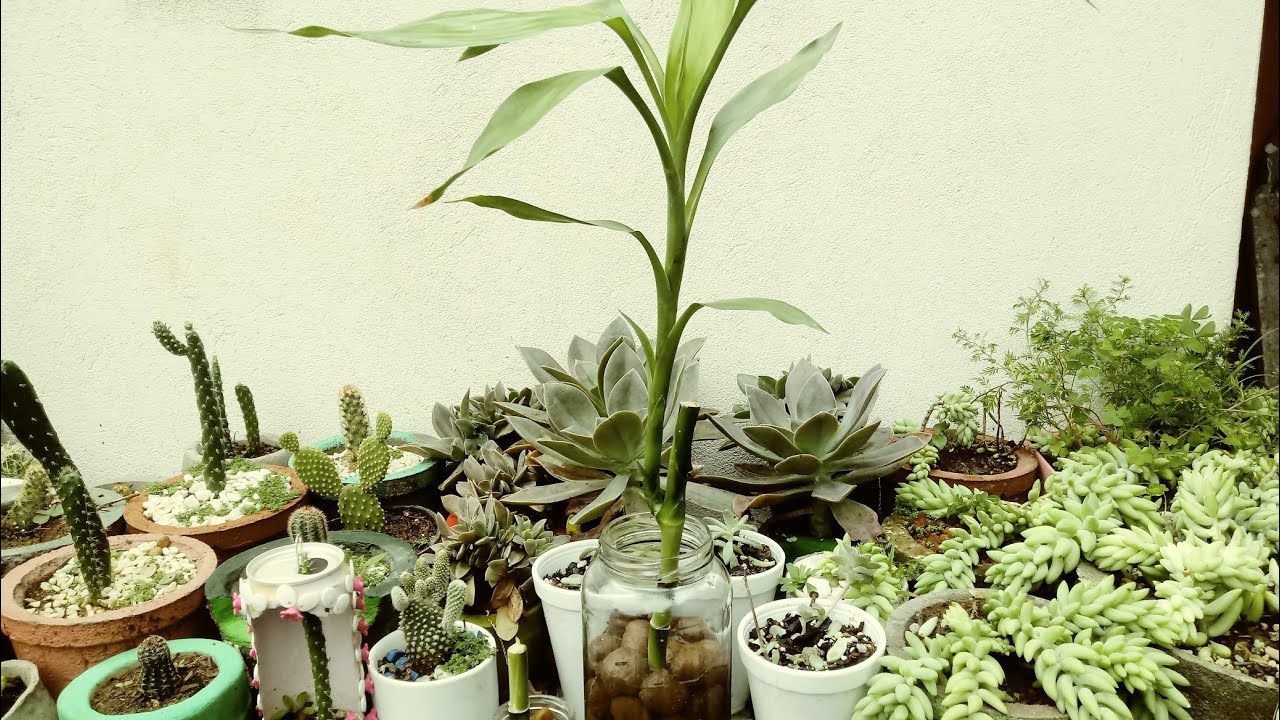 como  podar o bambu da sorte.planta é vida e saúde