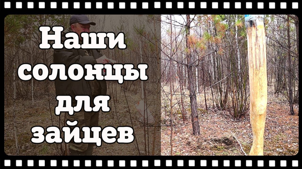 Солонец для зайца. Как его сделать и чем он поможет в охоте.