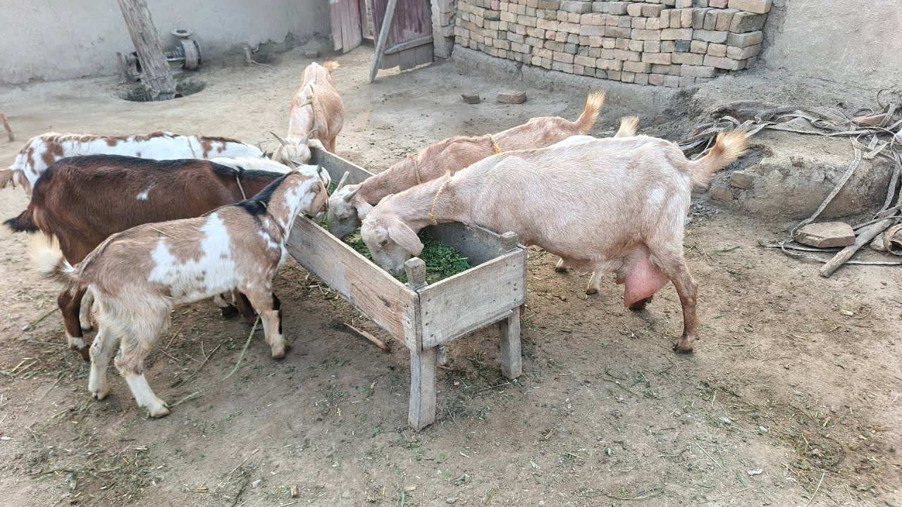 Bakriyon Ne Aaj pahle se bahut jyada chara khaya🦌🦌