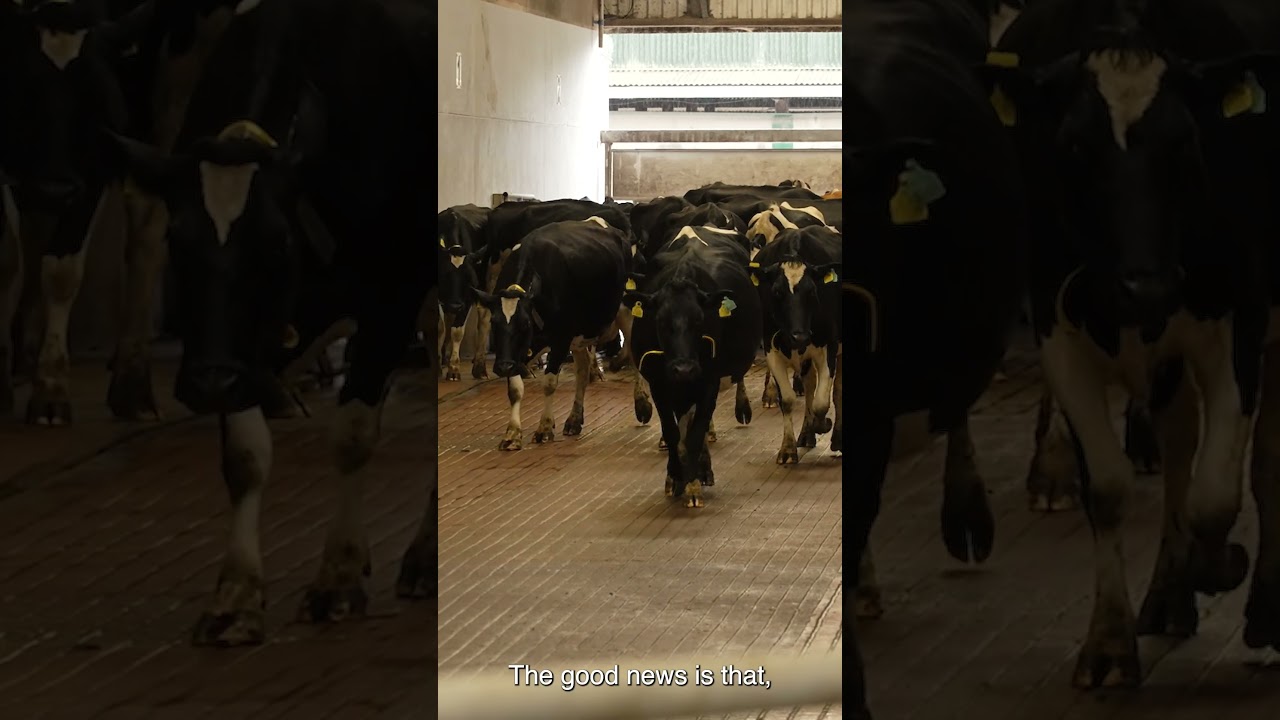 Cow handling for lameness prevention
