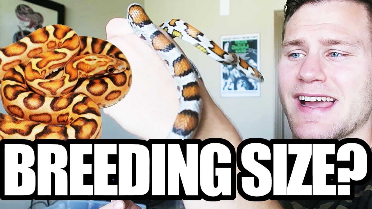 CORN SNAKE BREEDING SIZE?!