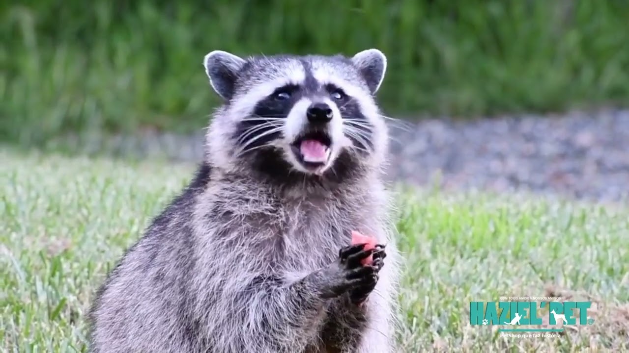 Som do Guaxinim - Som dos Animais barulho de guaxinim Raccoon Sound Animal Sound, raccoon noise Alto