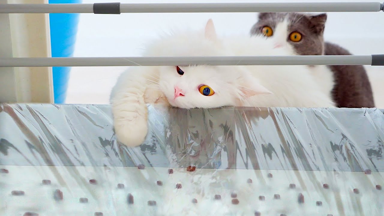 Can Cats Steal Snacks? | Compilation