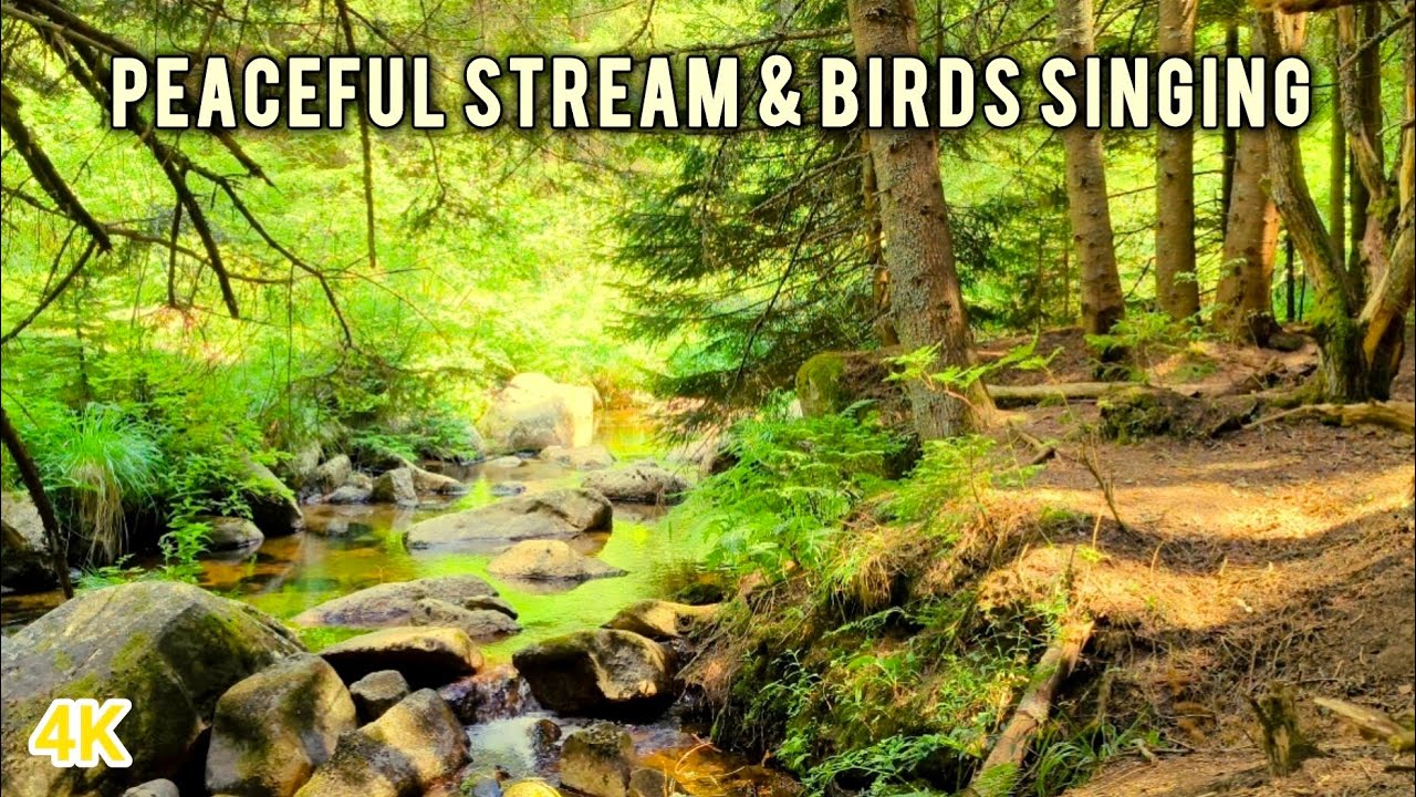 Peaceful Forest Stream with Birds Singing | Relaxing Nature Sounds for Sleep & Meditation