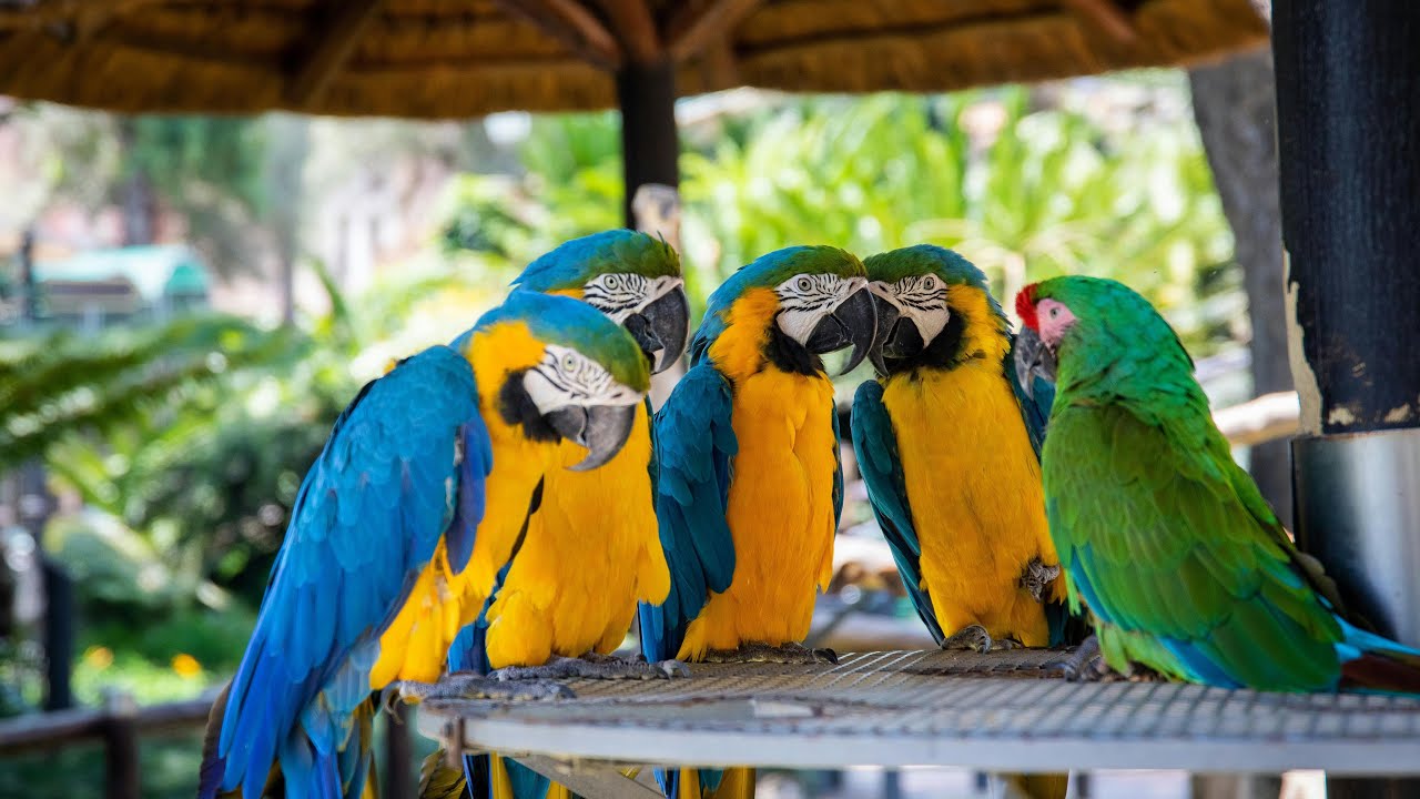 Birds in the Box: A Feathered Compilation