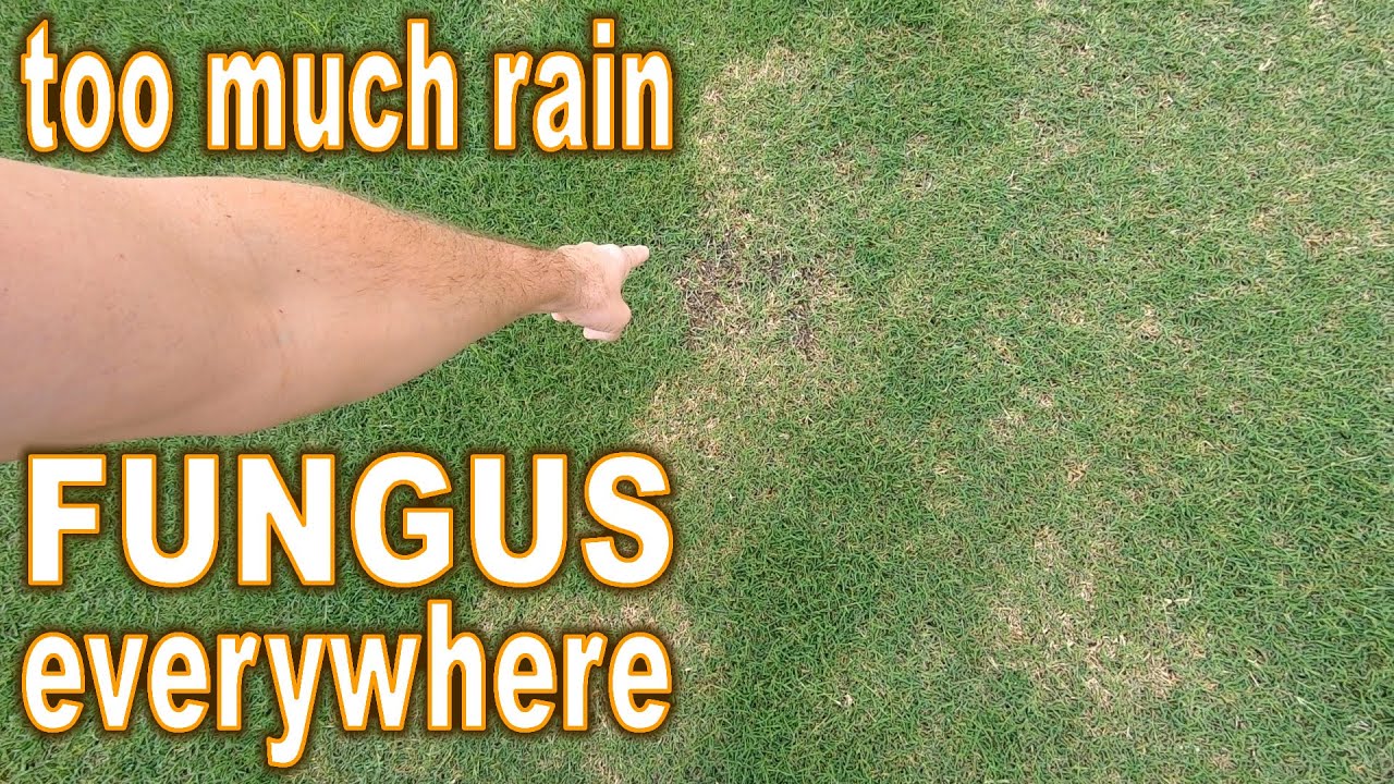 2 Ways to Control Lawn Fungus // How To Prevent & Treat Disease in Your Grass When it Rains Too Much