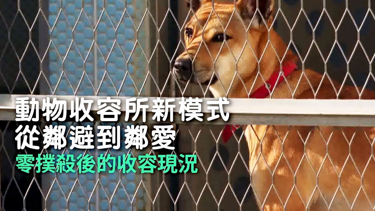 【流浪動物】動物收容所新模式~鄰避到鄰愛｜零撲殺後的收容現況 (我們的島 1151集 2022-04-11)