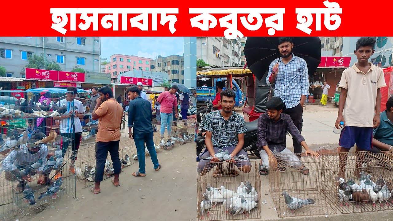 হাসনাবাদ কবুতর হাট ১২-৭-২০২৫ || kobutor hat 2025 || today pigeon market || Hasnabad kobutor ha