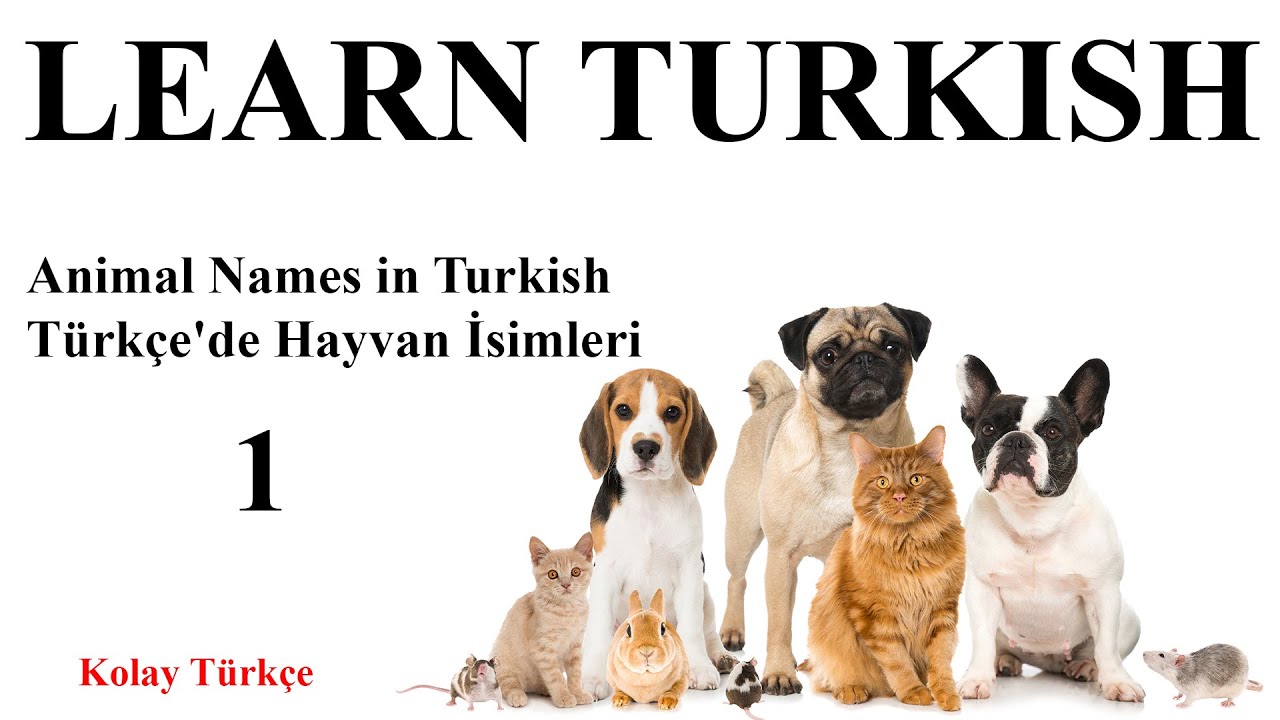 Animal Names in Turkish (1) Türkçe'de Hayvan İsimleri