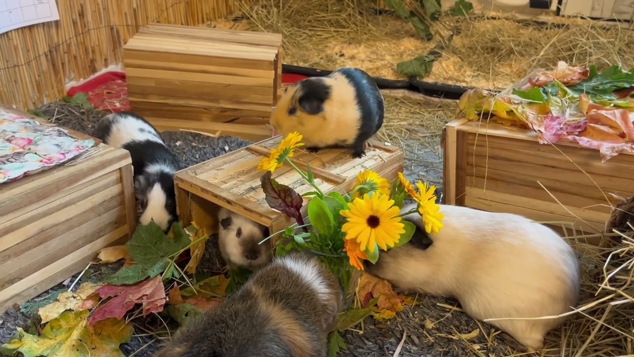 Flowers for my guinea pigs