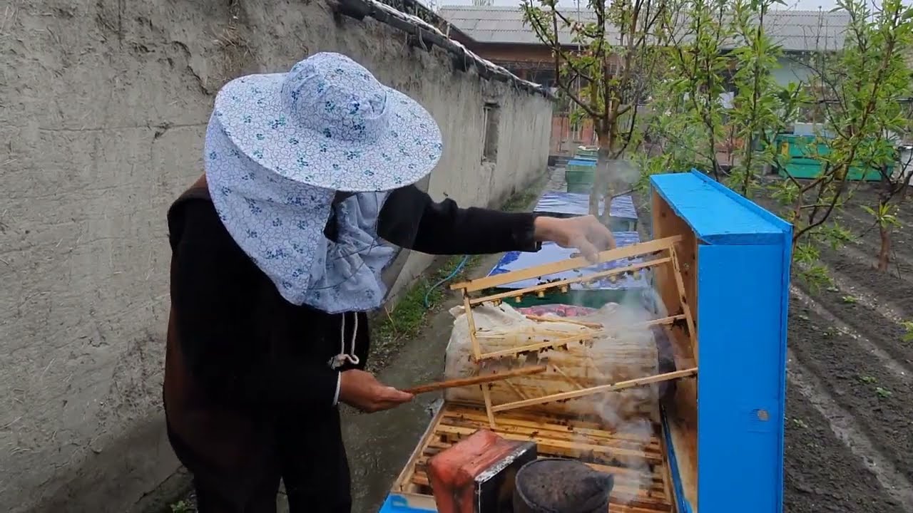 ASALARICHILIK SIRLARI SUNIY ONA CHIQARISH 2 BOSQICH (full hd)