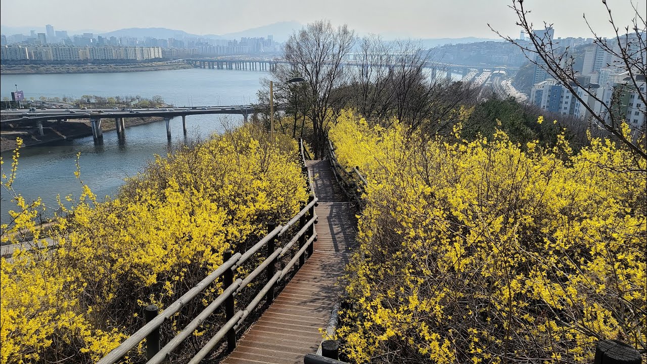 (아름다운 대한민국)서울 응봉산 개나리꽃  Beautiful Korea/ Forsythia flowers