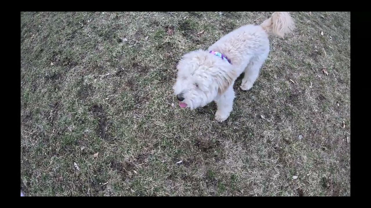 Dog Park 