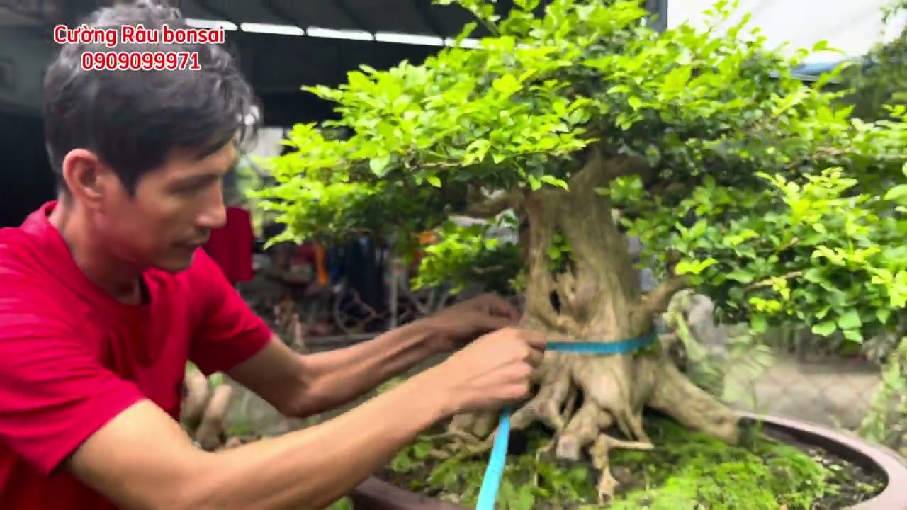 Nhiều tác phẩm Nguyệt quế bonsai đẹp nhà vườn miền Tây