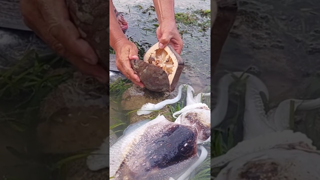 Wat is Dit Vreemde Wezen van de Zee?