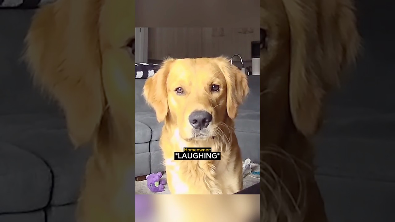 When a Homeowner Catches Her Dog In The Act&hellip;