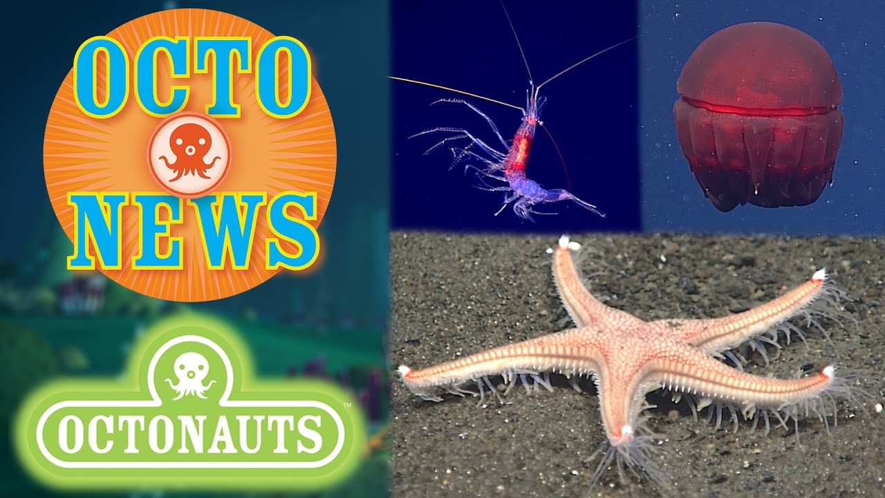 Octo-News | Octo-Glow | Deep Sea NOAA Footage!