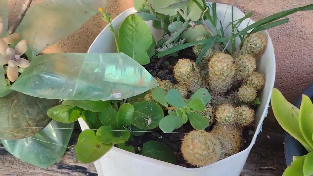 Capinando e limpando a horta 