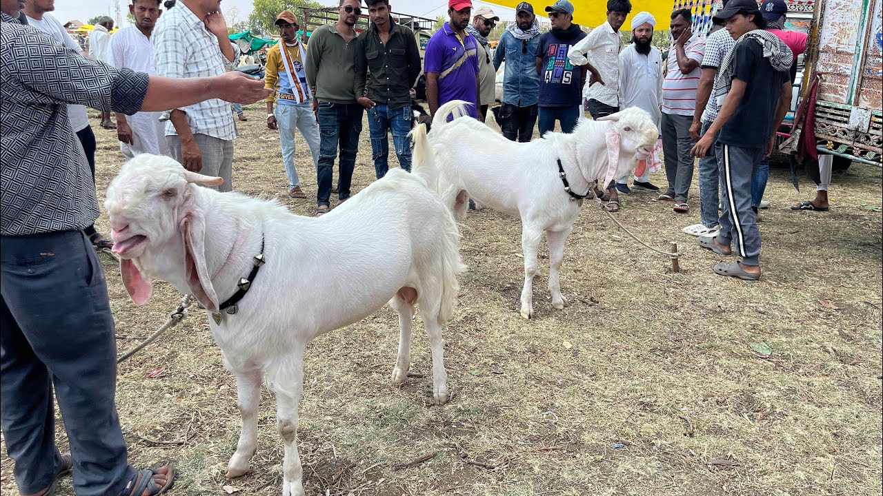 Bhopal Gandhi Nagar Bakra Mandi - 11 May 2025