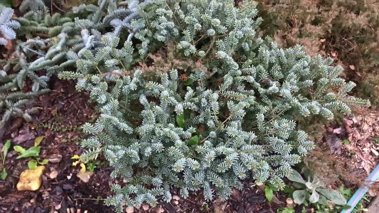 Хвойный Сад Надежды . Пихта процера Глаука Прострата/ Abies procera Glauca Prostrata