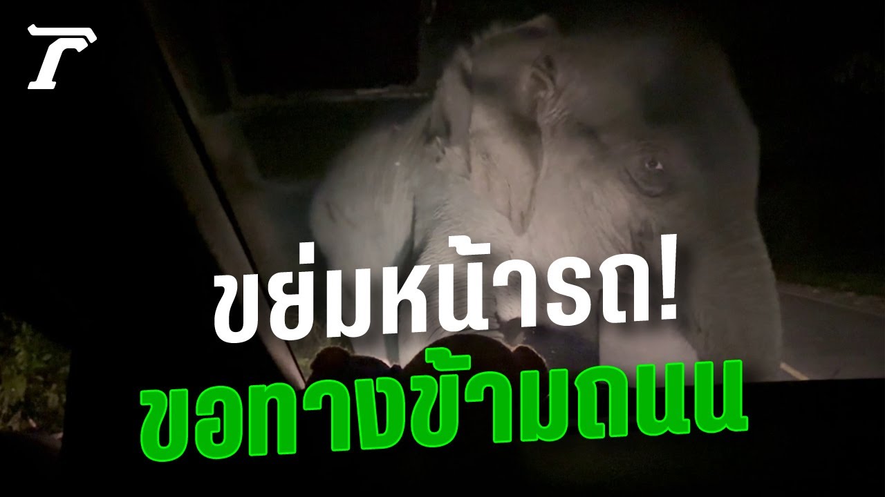เปิดใจเจ้าของรถ เจอโขลงช้างป่าเขาใหญ่ขวาง ใช้เท้าถีบ-นั่งขย่มรถพัง | Thairath Online