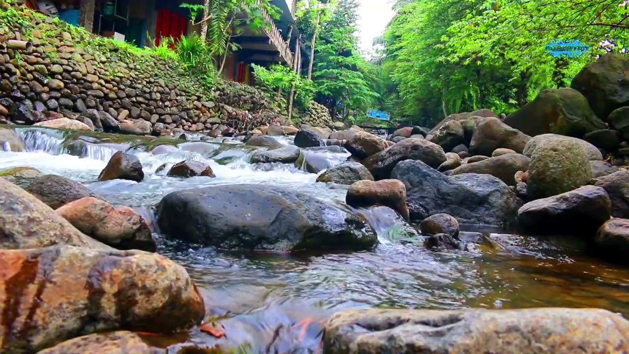 Peaceful Forest River and Bird Sounds for Calm and Sleep 🌲💧🐦