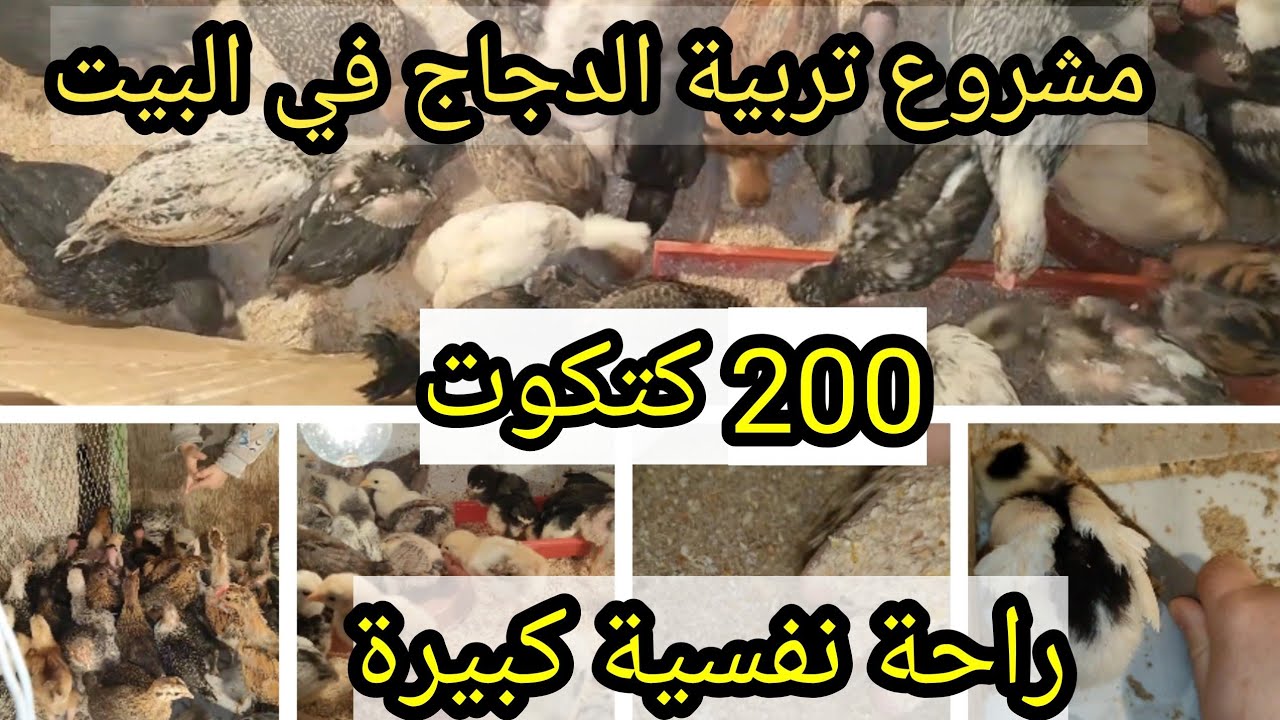 مشروع تربية الدجاج في البيت 🏡راحة نفسية كبيرة ☺️